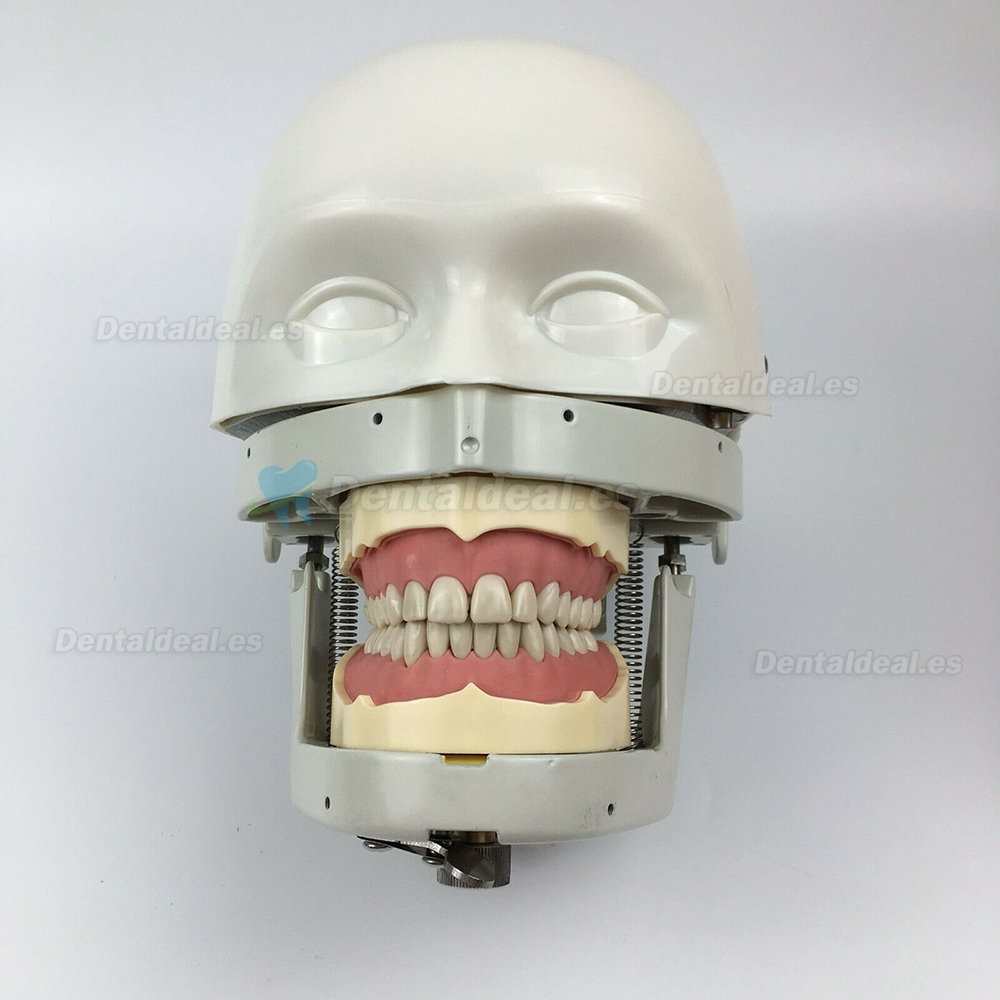 Jingle JG-C1 Dental Surgery Practice Model Head Clamp Type Simulation Phantom Head